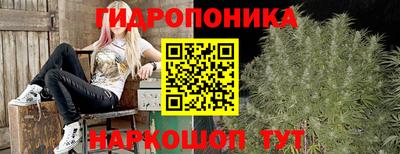 стаф Гай